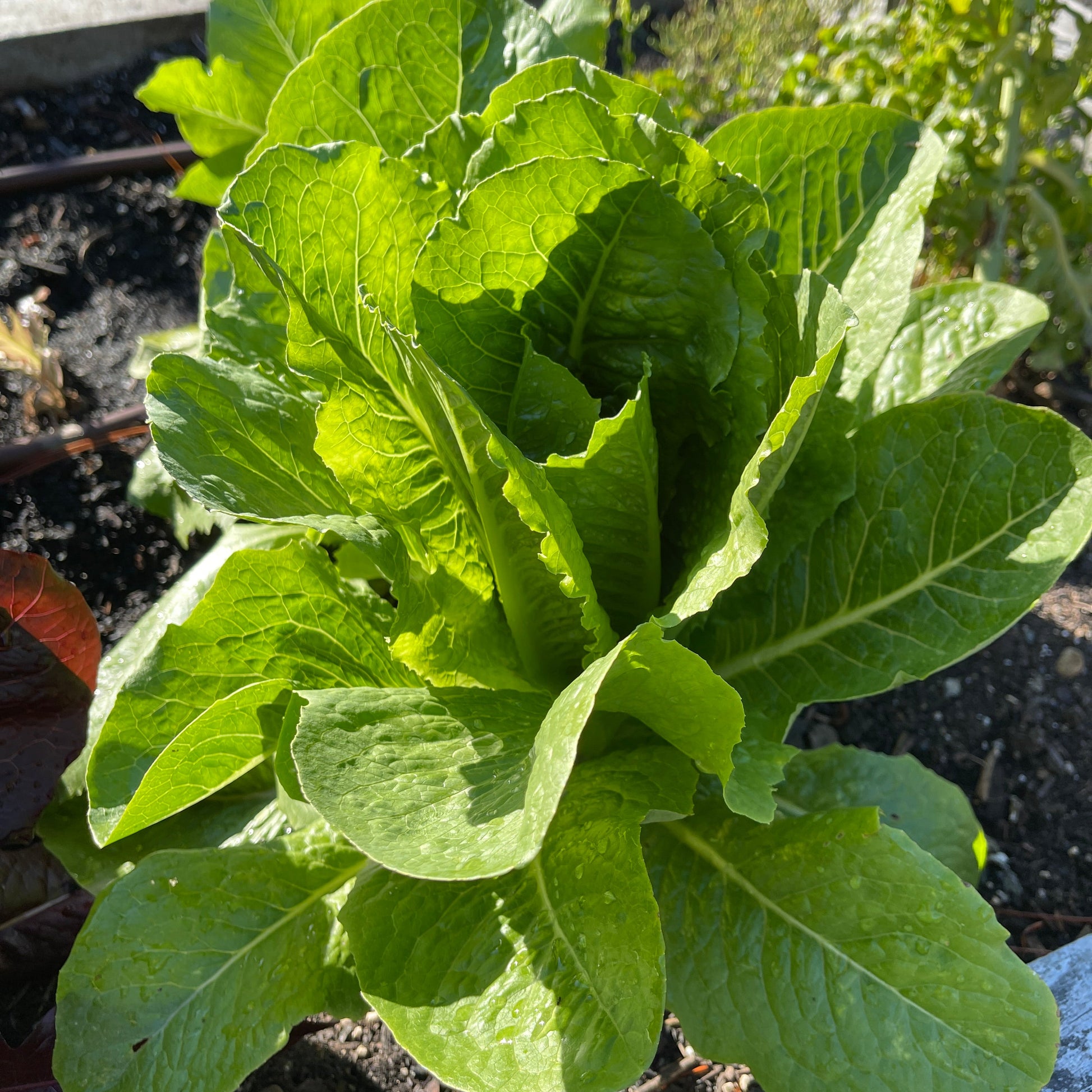 Seeds: Lettuce: Coastal Star - Sugar Moon Gardens