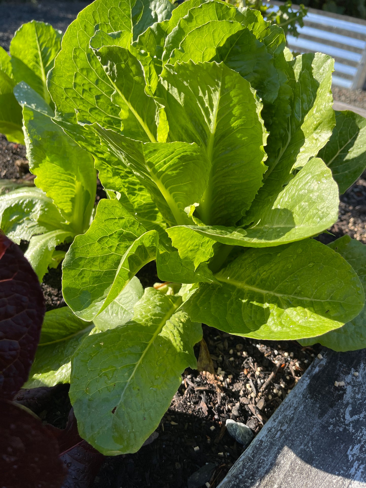 Seeds: Lettuce: Coastal Star - Sugar Moon Gardens