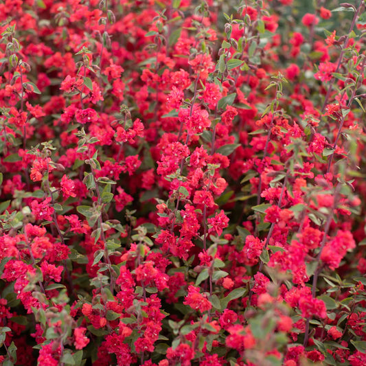 Seeds:‎ Clarkia - Elegant Red - Sugar Moon Gardens