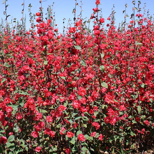 Seeds:‎ Clarkia - Elegant Red - Sugar Moon Gardens