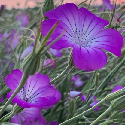 Corn Cockle - Purple Queen