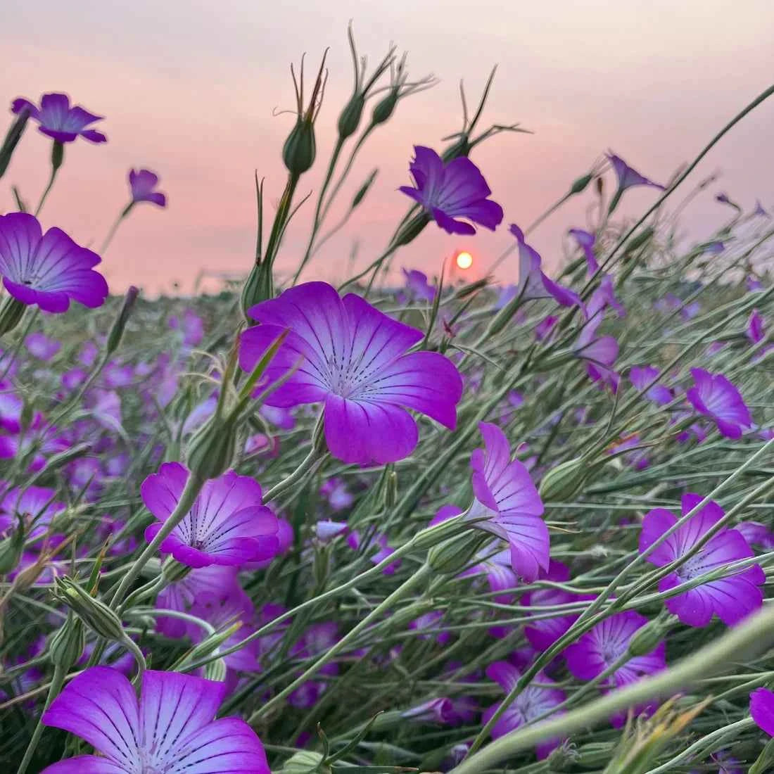 Corn Cockle - Purple Queen