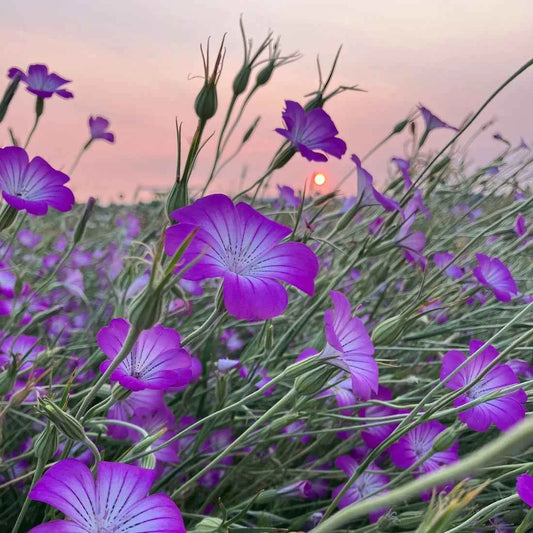 Corn Cockle - Purple Queen