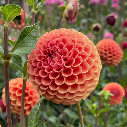 Dahlia Tuber:‎ Cornel Bronze