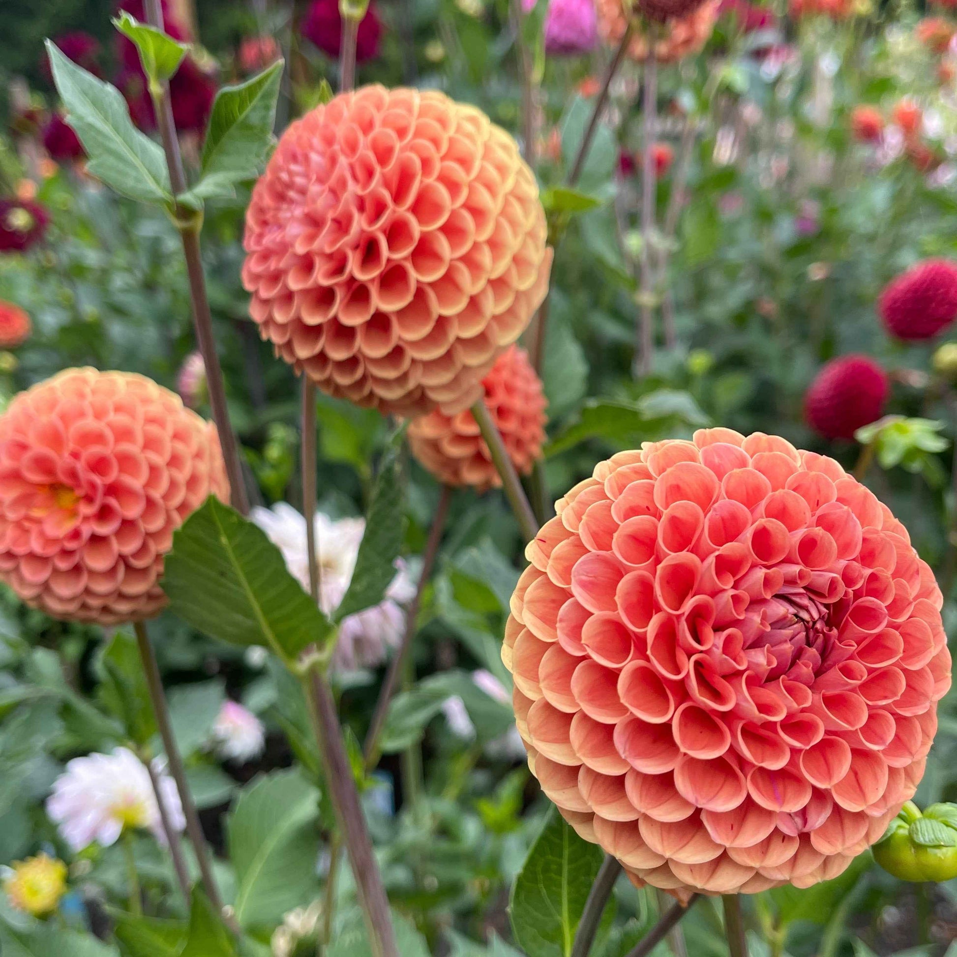 Dahlia Tuber:‎ Cornel Bronze