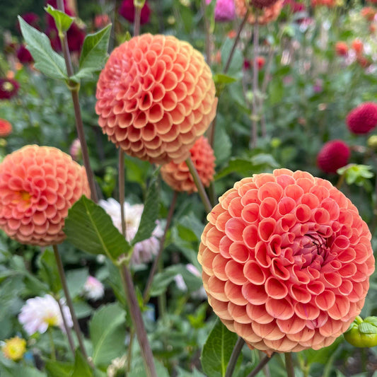 Dahlia Tuber:‎ Cornel Bronze