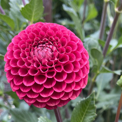 Dahlia Tuber: Cornel - Sugar Moon Gardens