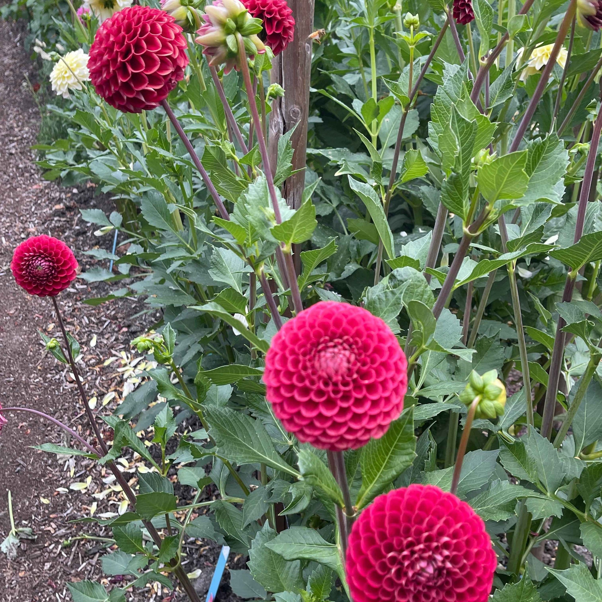 Dahlia Tuber: Cornel - Sugar Moon Gardens