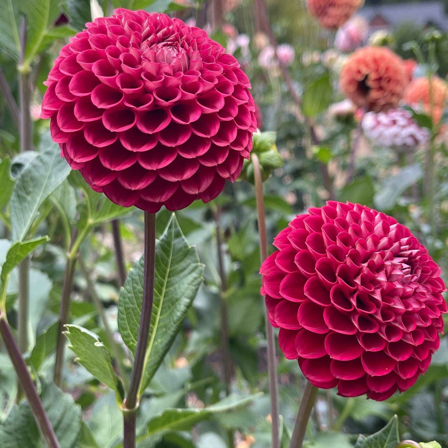 Dahlia Tuber: Cornel - Sugar Moon Gardens