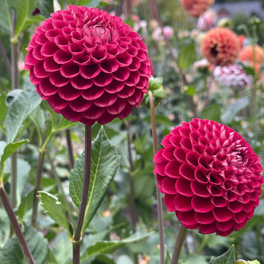 Dahlia Tuber: Cornel - Sugar Moon Gardens
