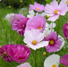 PREORDER:‎ Flower Plant:‎ Cosmos 3-pack