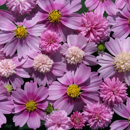 Seeds:‎ Cosmos - Popsocks Pink - Sugar Moon Gardens