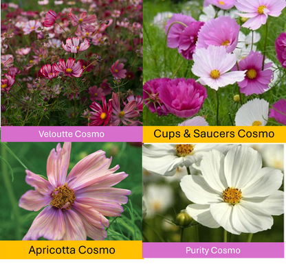 PREORDER:‎ Flower Plant:‎ Cosmos 3-pack