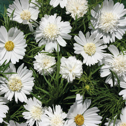 Seeds:‎ Cosmos - Popsocks White - Sugar Moon Gardens