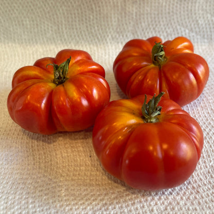 Seeds:‎‎ Tomato - Costoluto Genovese