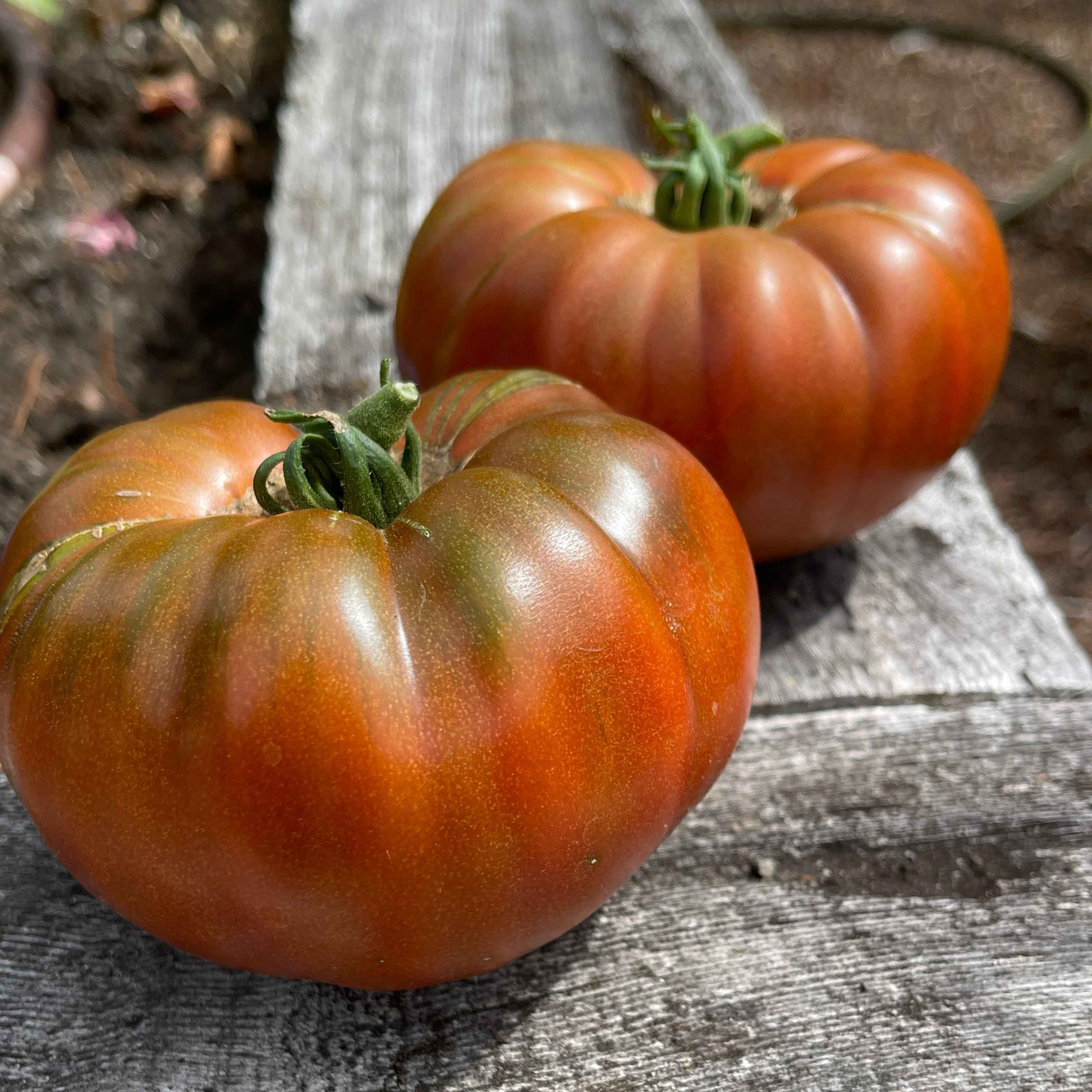 Veg Plant: Tomatoes - New & Exciting collection