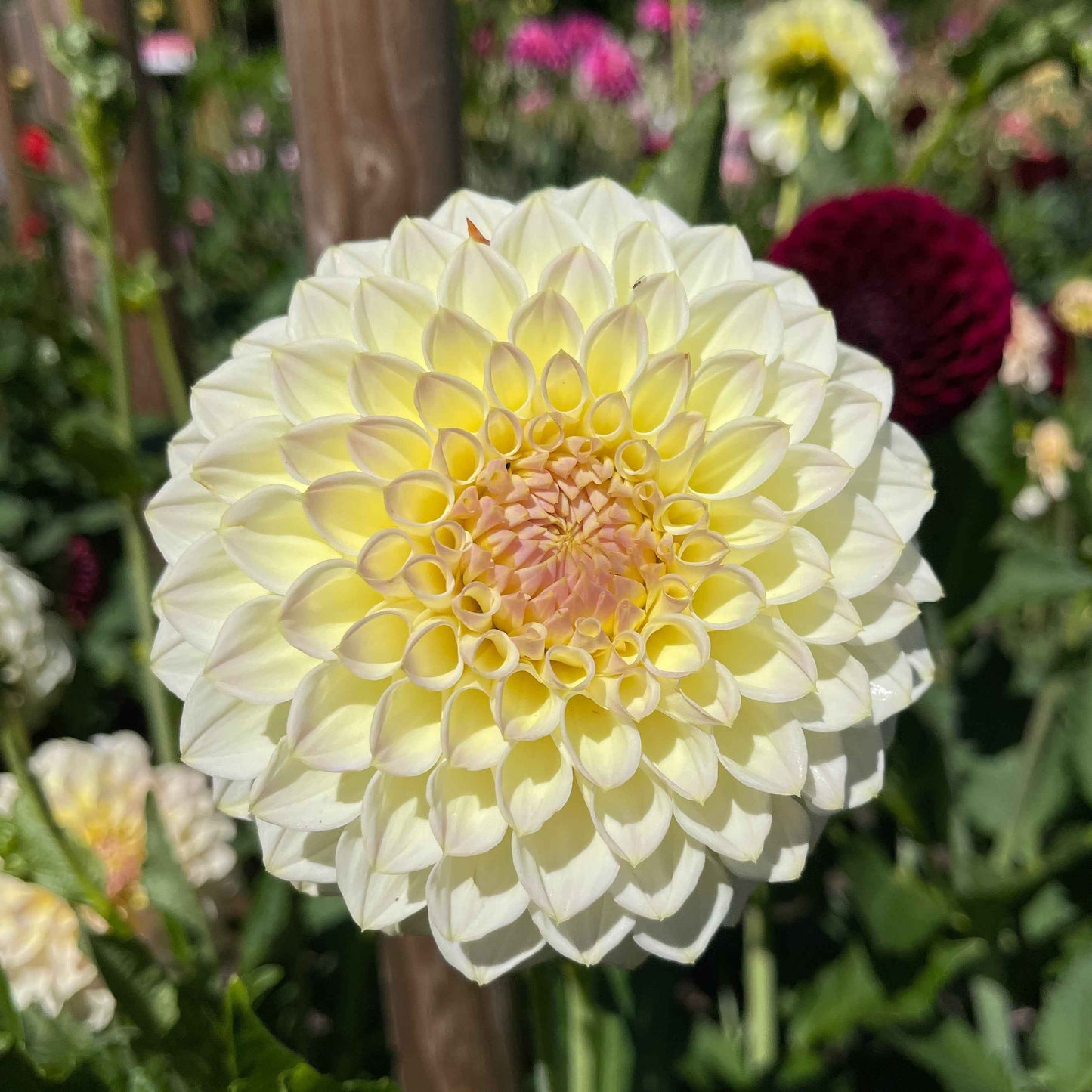 Seeds: Dahlia Mix - Cutting Garden