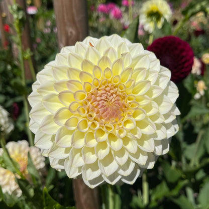 Seeds: Dahlia Mix - Cutting Garden