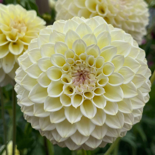 Seeds: Dahlia Solos - Cream Diane