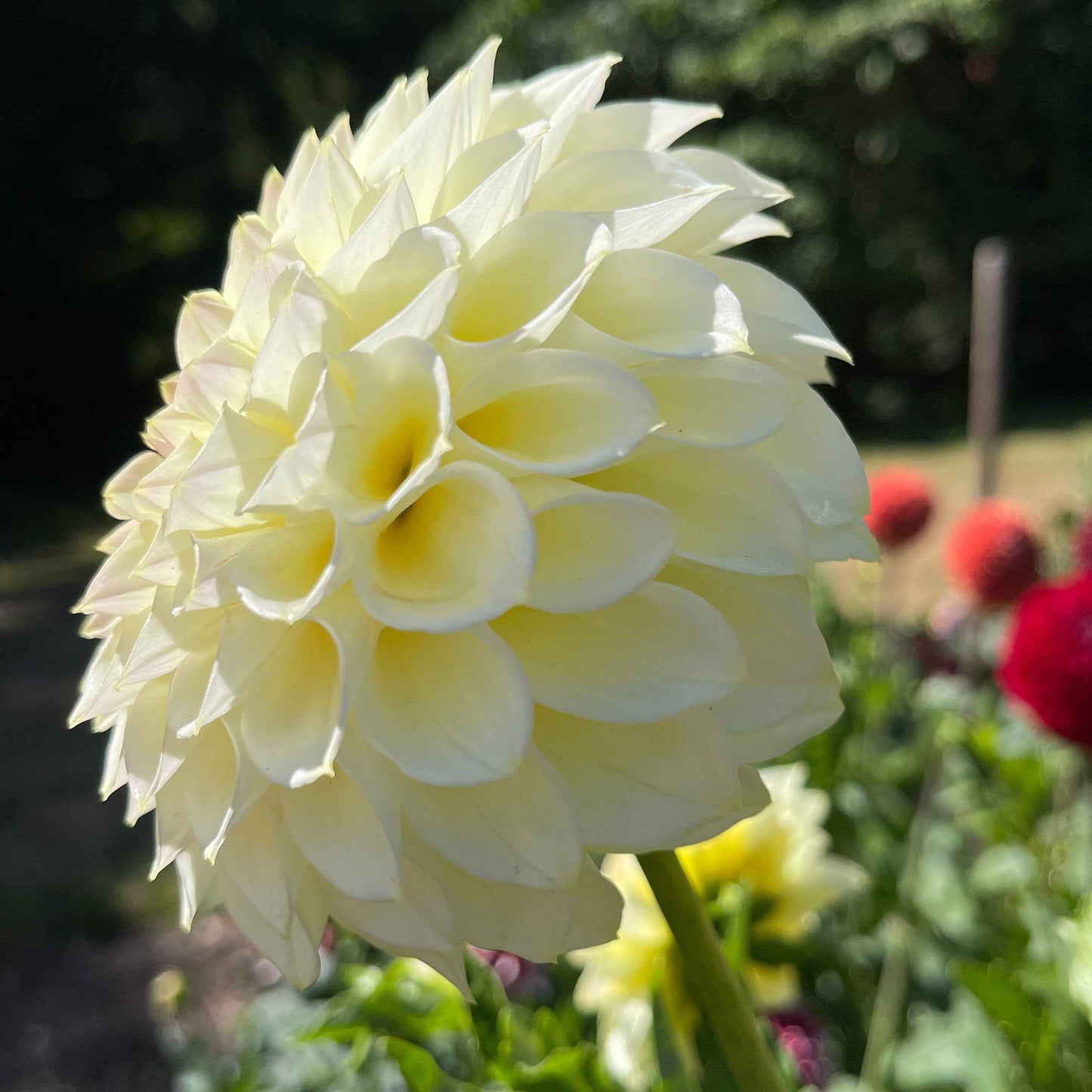 Seeds: Dahlia Solos - Cream Diane