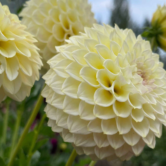 Seeds: Dahlia Solos - Cream Diane