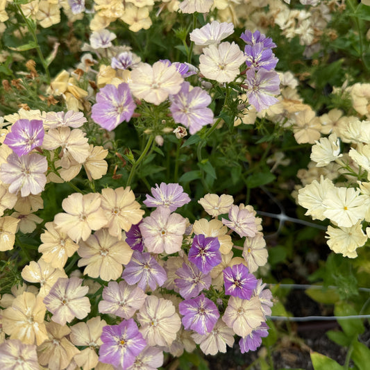 Phlox Creme Brulle- Sugar Moon Gardens