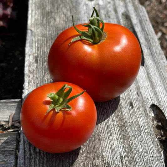 Seeds:‎ Tomato - Creole