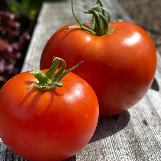 Seeds:‎ Tomato - Creole