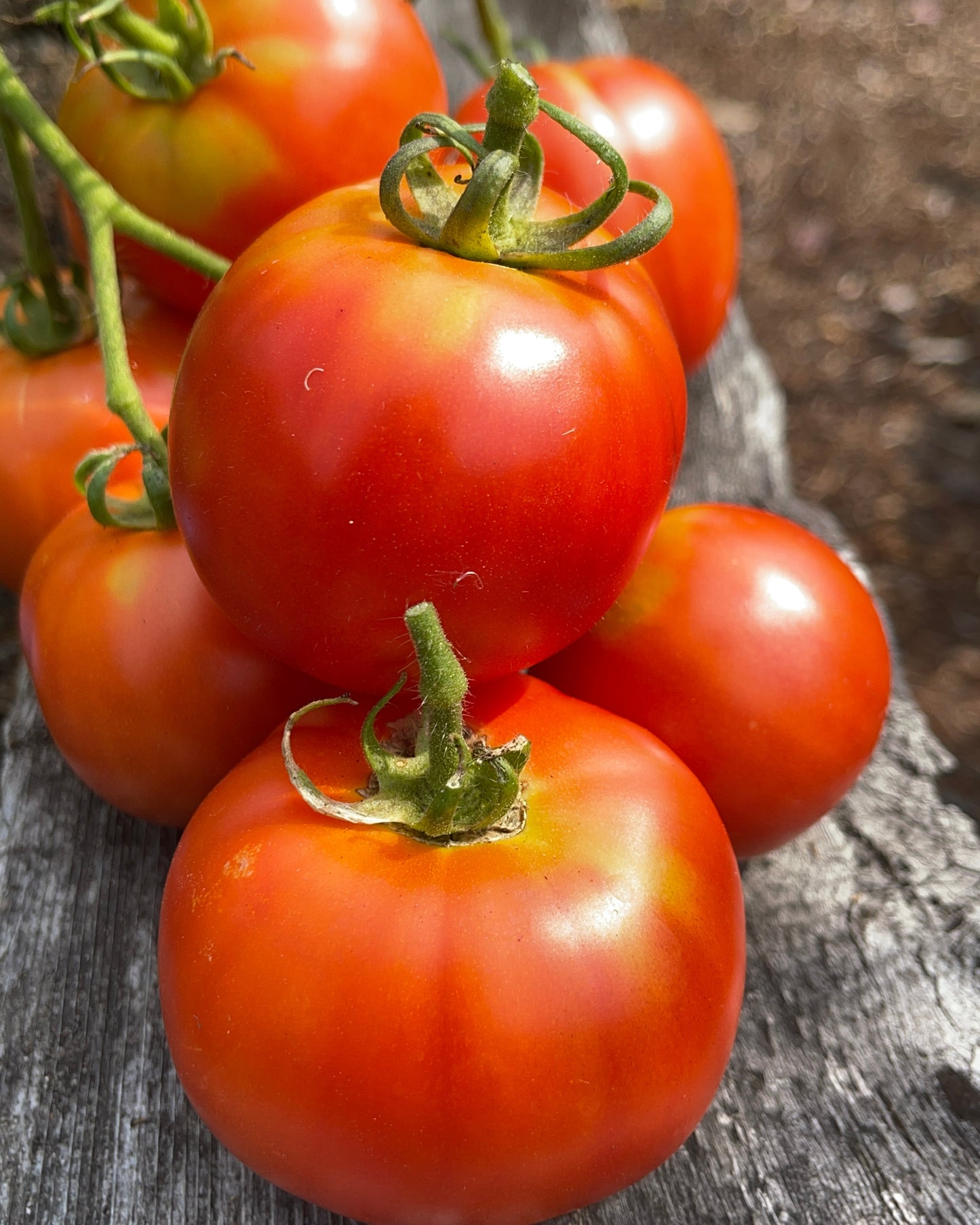 Seeds:‎ Tomato - Creole