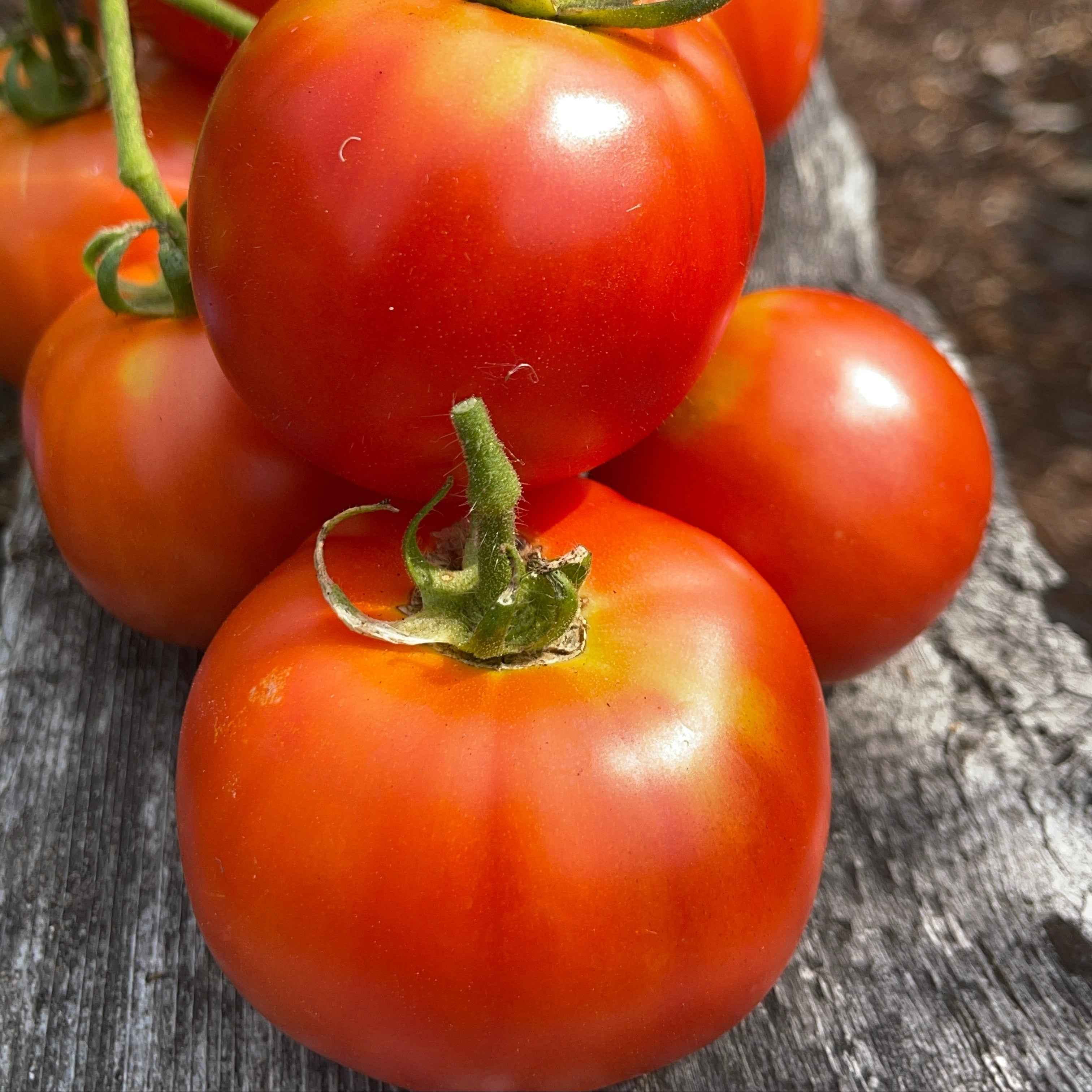 Veg Plant: Tomato - Tried & True collection
