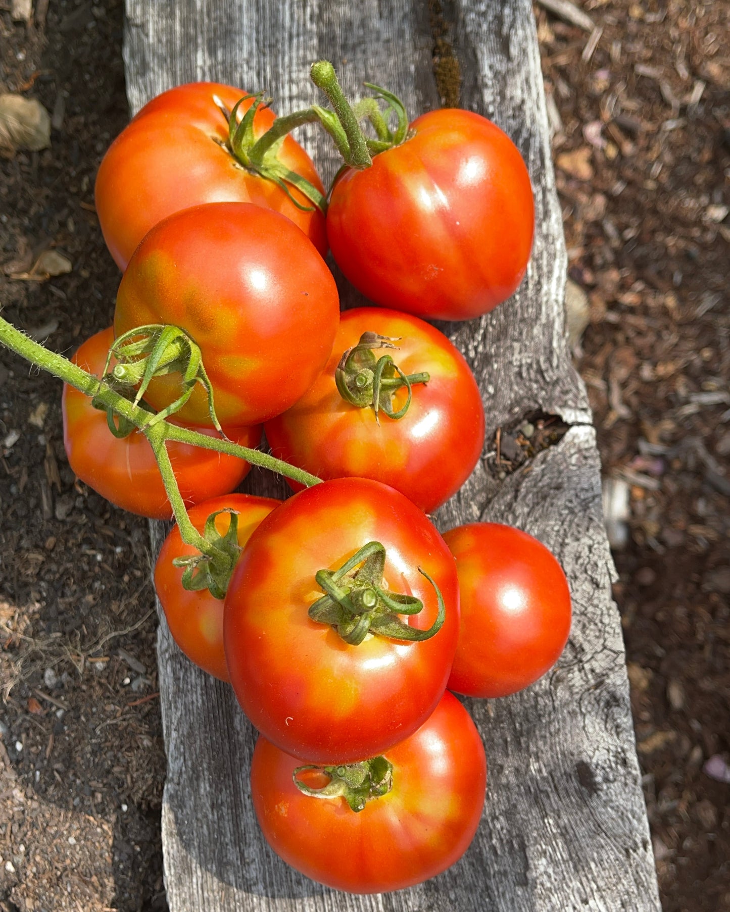 Seeds:‎ Tomato - Creole