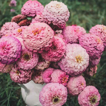 Plant: Zinnias: Breeders Select Mixes - 1 per pot