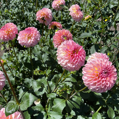 Seeds: Dahlia Solos - Cupcake