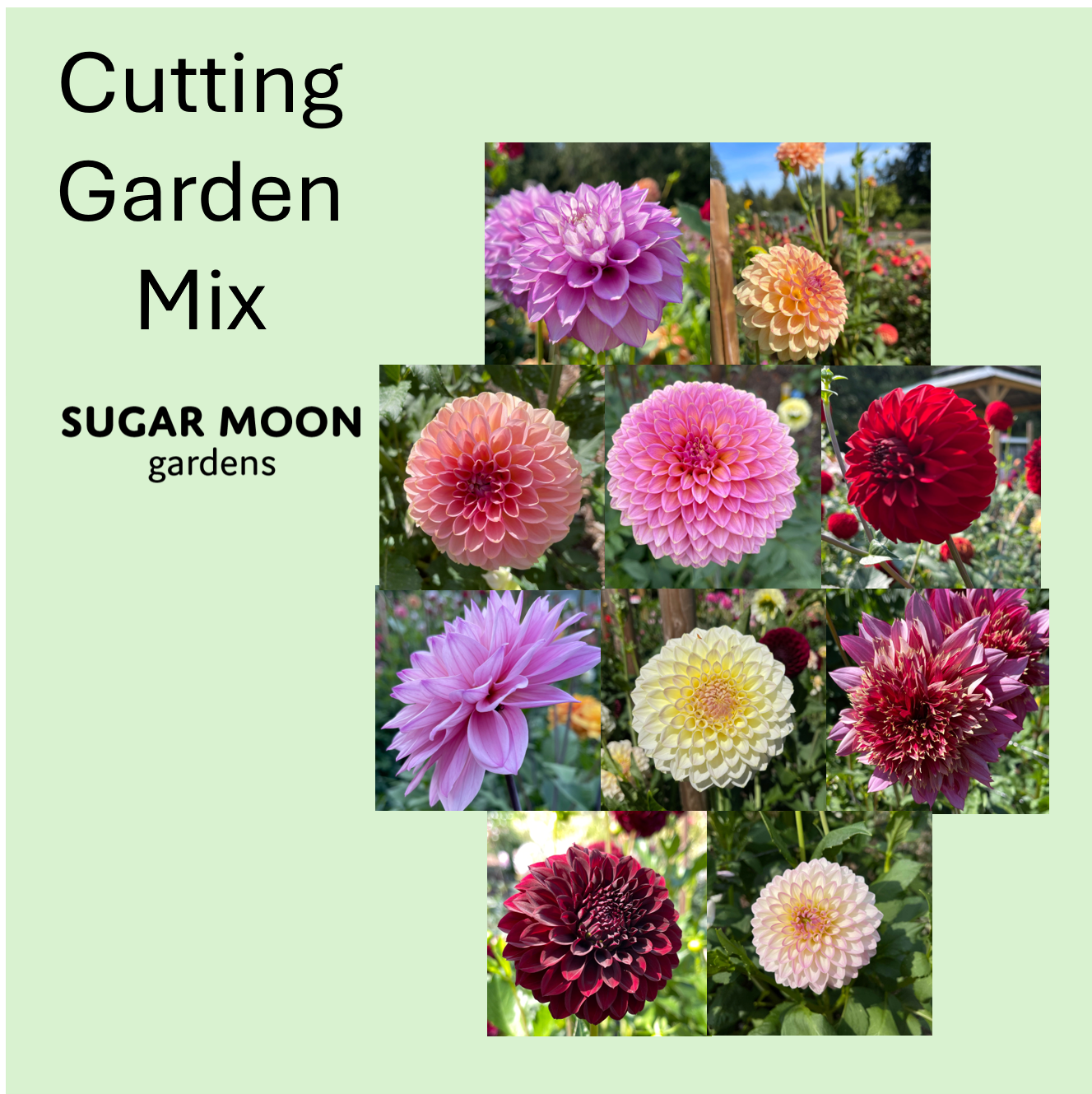Seeds: Dahlia Mix - Cutting Garden