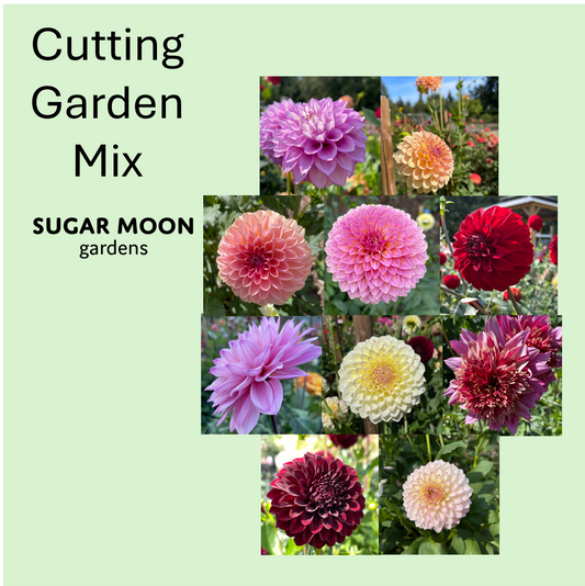Seeds: Dahlia Mix - Cutting Garden