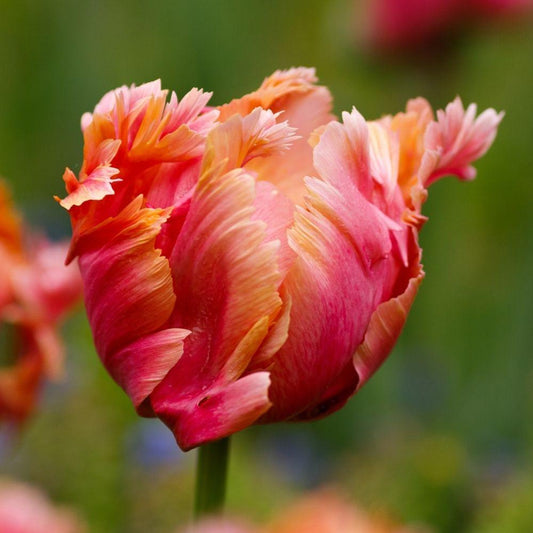 Tulip bulb - Parrot King