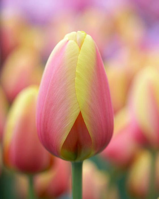 Tulip bulb - World Peace