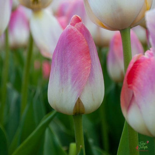 Tulip bulb - Kunyun
