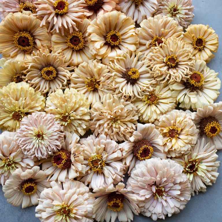 Plant: Zinnias: Floret & Dawncreek Originals - 1 per pot