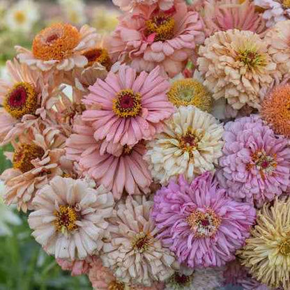 Plant: Zinnias: Floret & Dawncreek Originals - 1 per pot