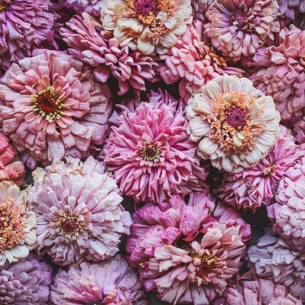 Plant: Zinnias: Breeders Select Mixes - 1 per pot