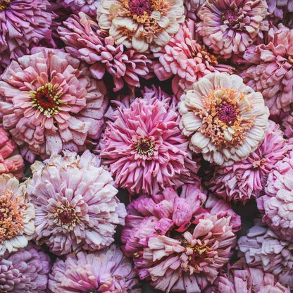 Plant: Zinnias: Breeders Select Mixes - 1 per pot