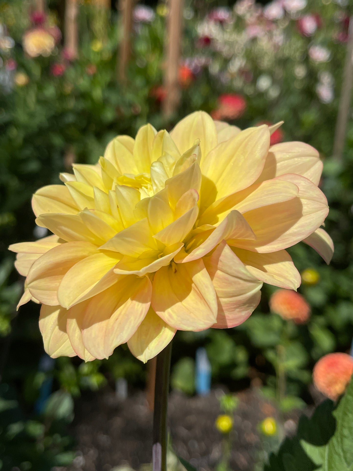 Dahlia Tuber:‎ㅤDay Dreamer