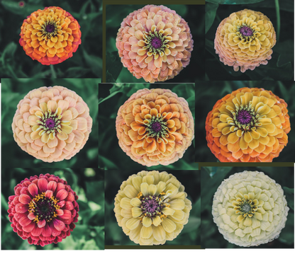 Plant: Zinnias: Breeders Select Mixes - 1 per pot