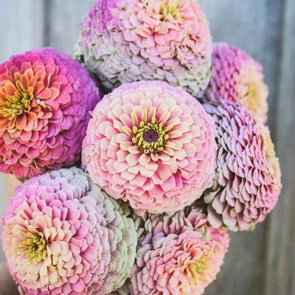 Plant: Zinnias: Breeders Select Mixes - 1 per pot