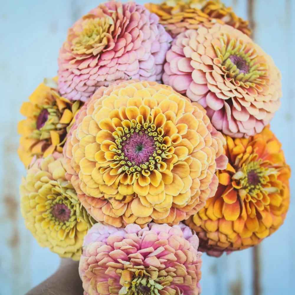 Plant: Zinnias: Breeders Select Mixes - 1 per pot
