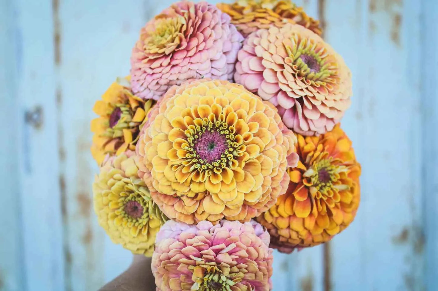Plant: Zinnias: Breeders Select Mixes - 1 per pot