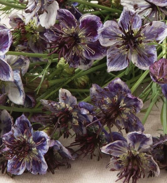 Seeds:‎ Nigella - Delft Blue - Sugar Moon Gardens
