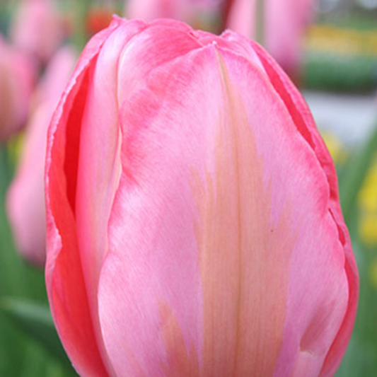 Bulb: Tulips - Sugar Moon Gardens