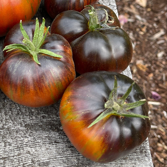 Seeds:‎ Tomato - Rebel Starfigher Dippers Delight